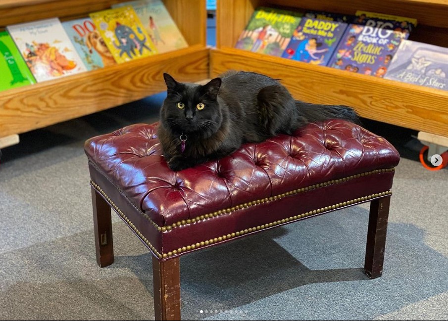 Left Bank Books bookstore cat laying on a leather tufted ottoman.