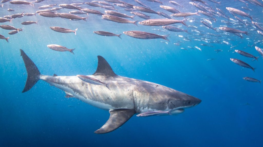 Shark Week: Informative Books to Learn to Love Sharks