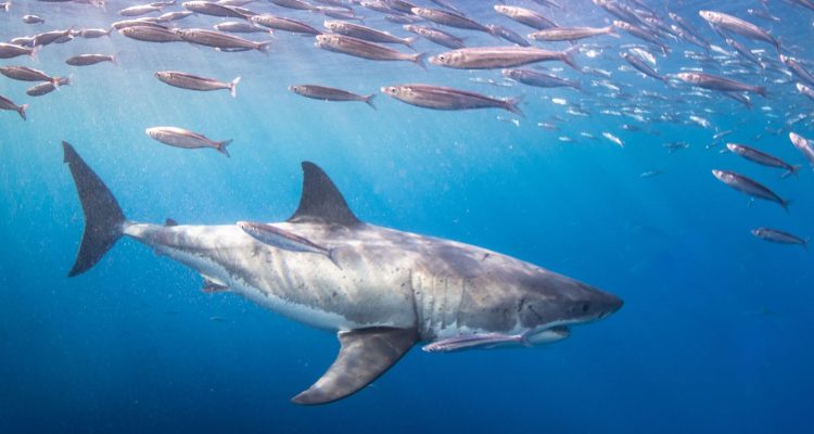 shark swimming among a pool of fish.