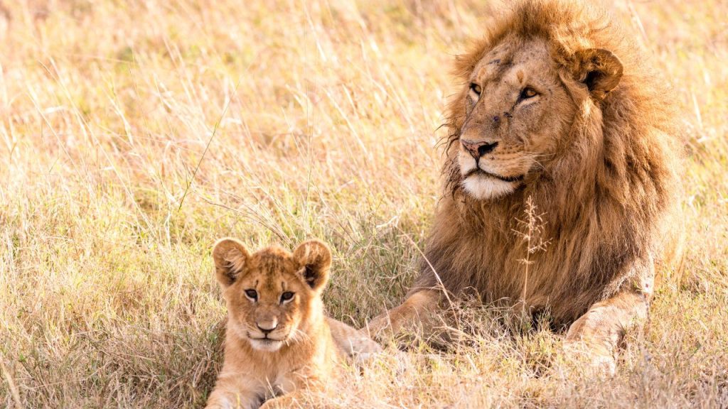 A male lion and his cub.