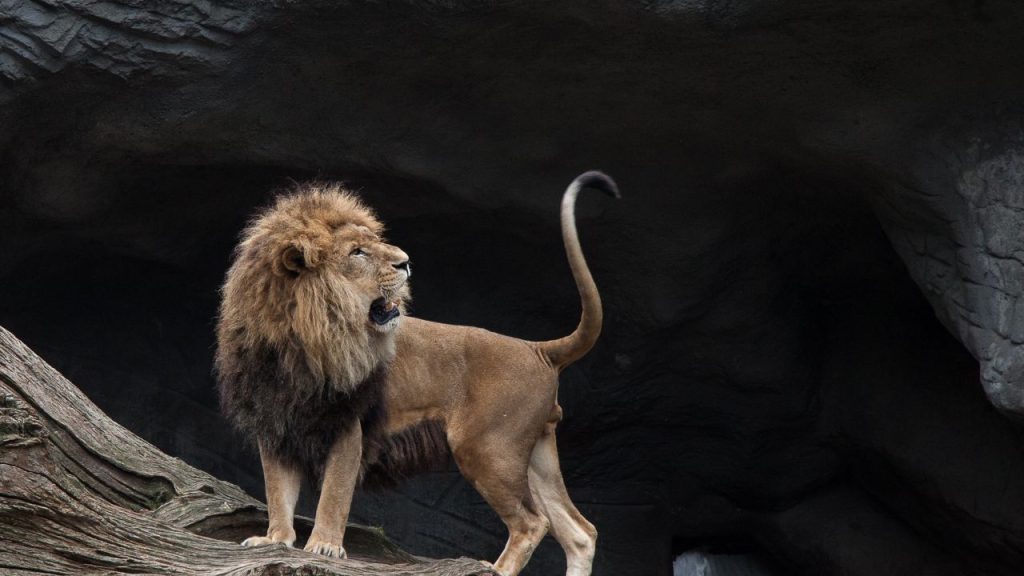 The Roaringly Interesting Literary Symbolism of Lions