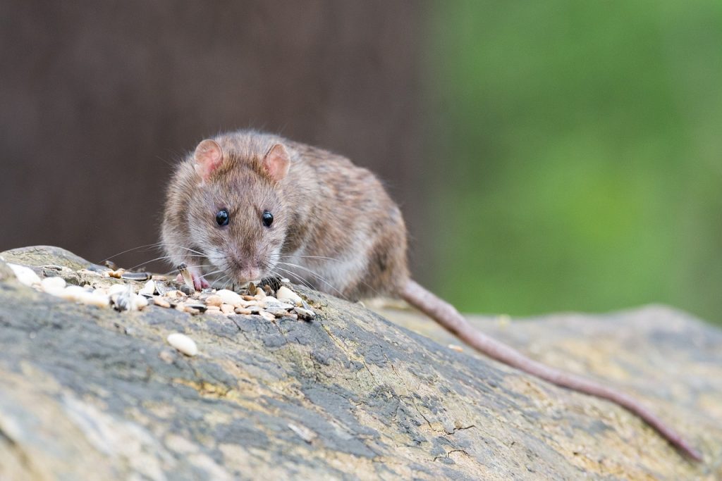 A brown rat eating seeds on top of a rock.