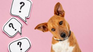Puppy with a confused expression, and question symbols on a pink background.