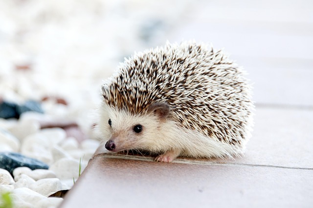 A brown and white hedgehog with a brown nose and eyes.