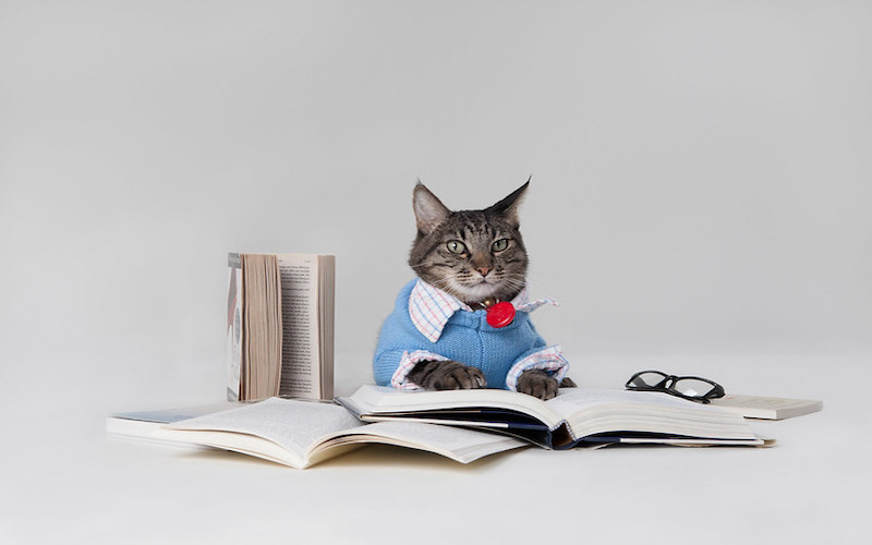 Brown striped cat wearing blue sweater vest and button up laying on top of open books with a pair of glasses beside them