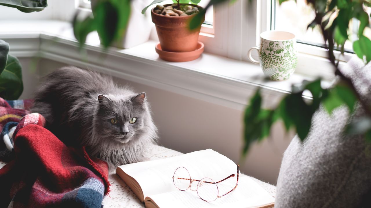 image of a window with a cat, a book, glasses, and a blanket sitting next to it.