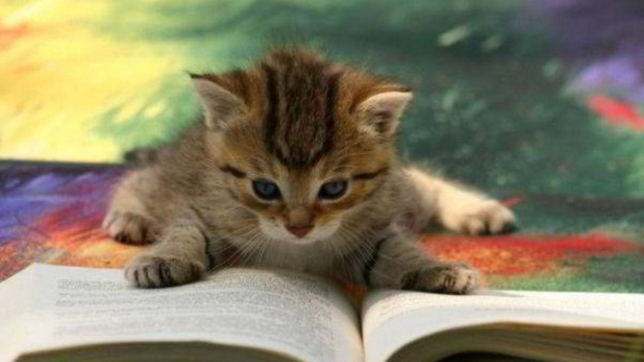 Brown kitten with dark stripes placing its paws on a open book