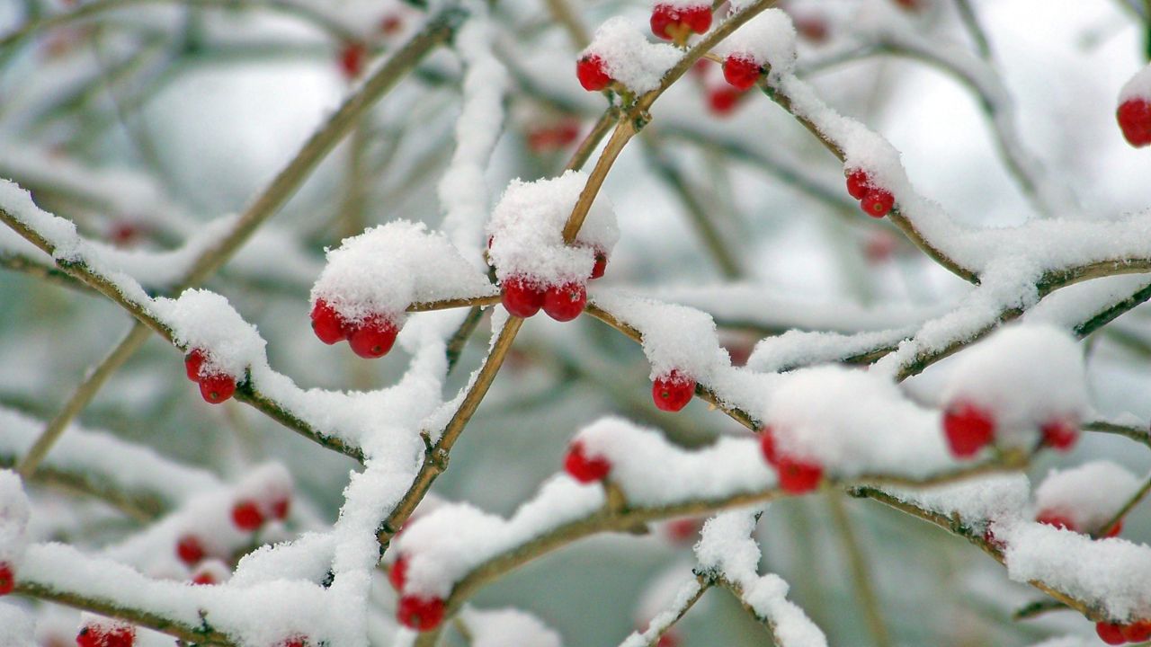 frosted berries on a leafless bush