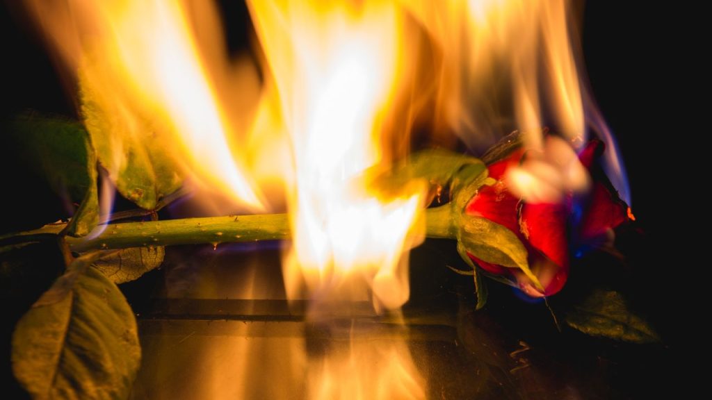 A Rose being set on fire.