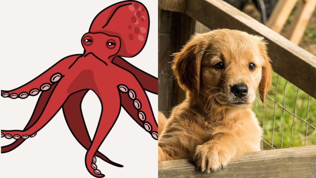 On the left is a cartoon drawing of a giant octopus. On the right is a golden retriever puppy, paws up in a pen.