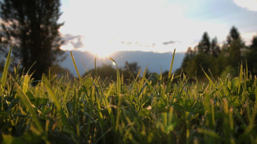 Blades of grass in a field with evergreen trees and mountains on the horizon. The sun sets, painting the tips of the grass gold.