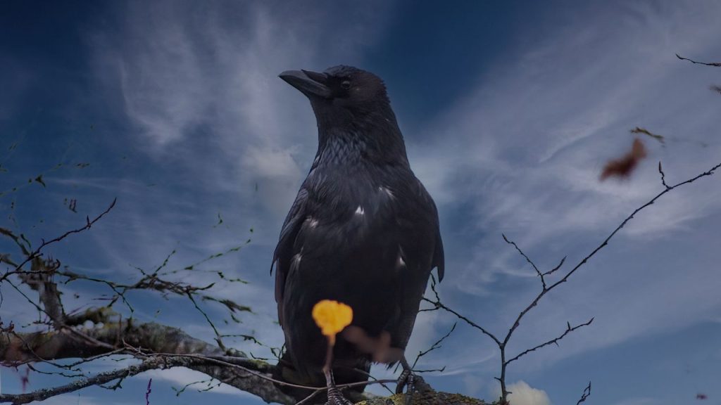 A raven perched on a branch.