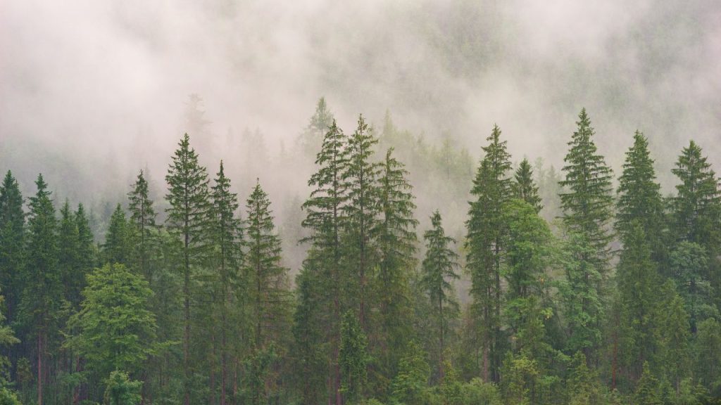 A lush pine forest on a foggy day. Further on the horizon, trees are obstructed by a white fog.