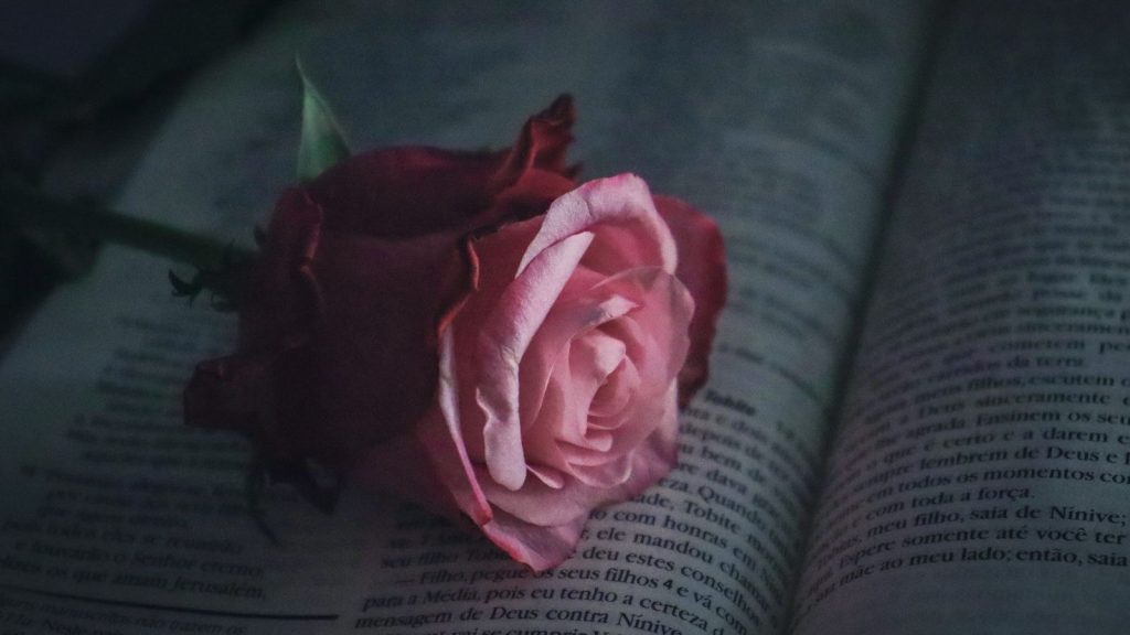 Pink rose on top of open book.