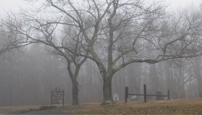 Two trees with no leaves in the gloomy fog with gravestones underneath.
