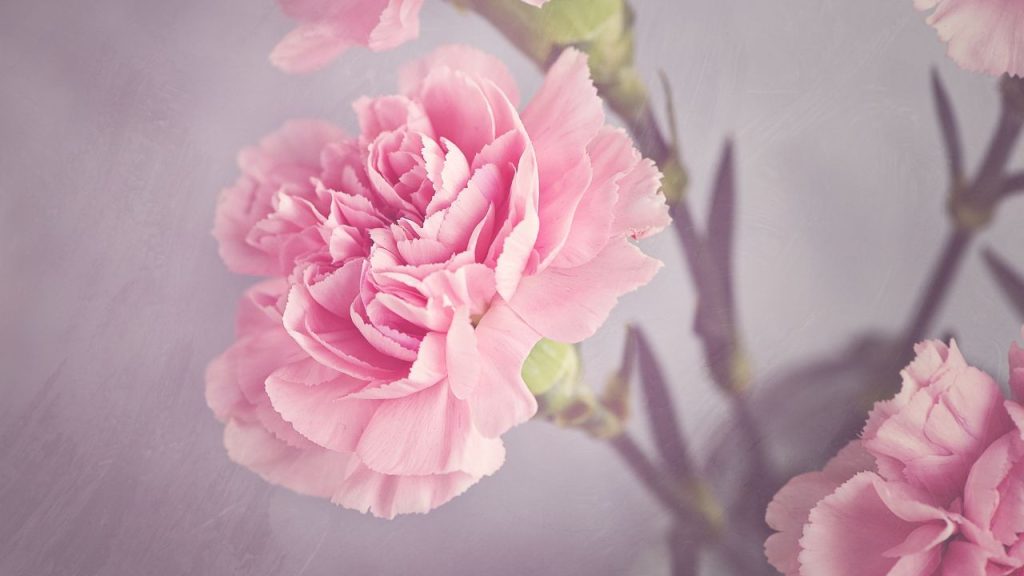 A drawing of a pink carnation with edges of other carnations in frame.