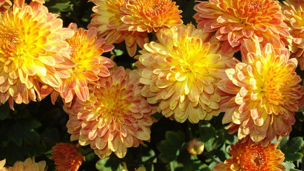 Several orange and yellow chrysanthemums, round flowers with thin ovular petals, bunched together on some greenery.