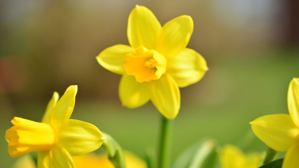 Yellow daffodil, a flower with six outer petals and a tube-like yellow center. There is only one in focus, but it is among other daffodils.
