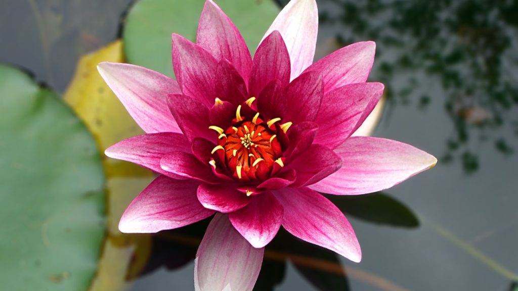 A single pointy pink lotus flower in a small body of water, close up, near a corner of a lilly pad