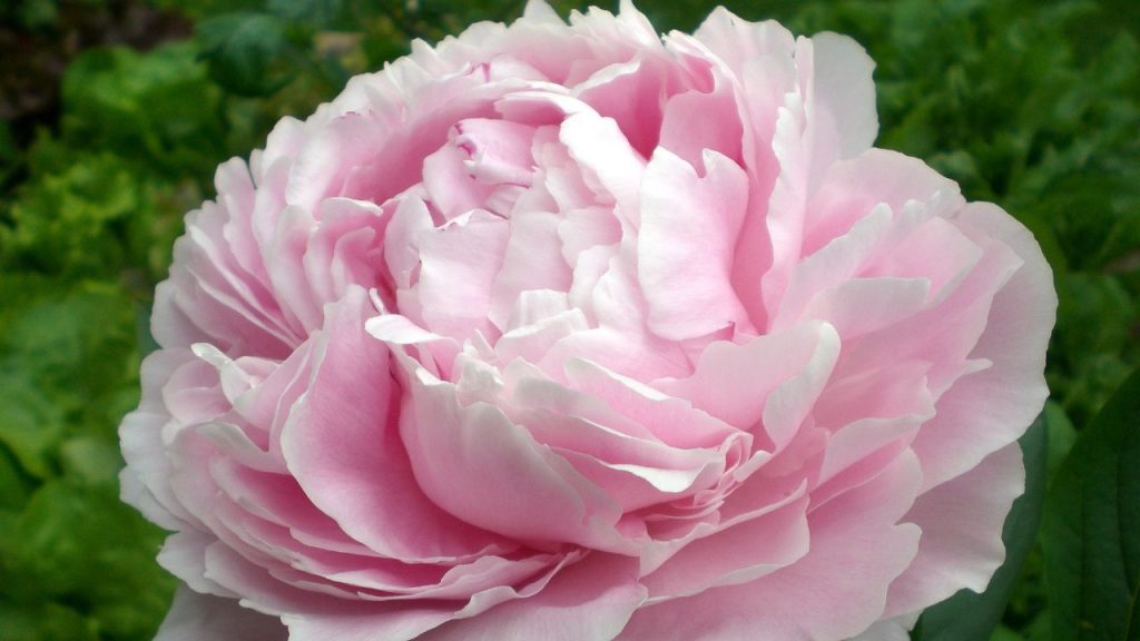 A single pink peony in the middle of a greenery background. The peony is round with a thick cluster of thin pink petals.