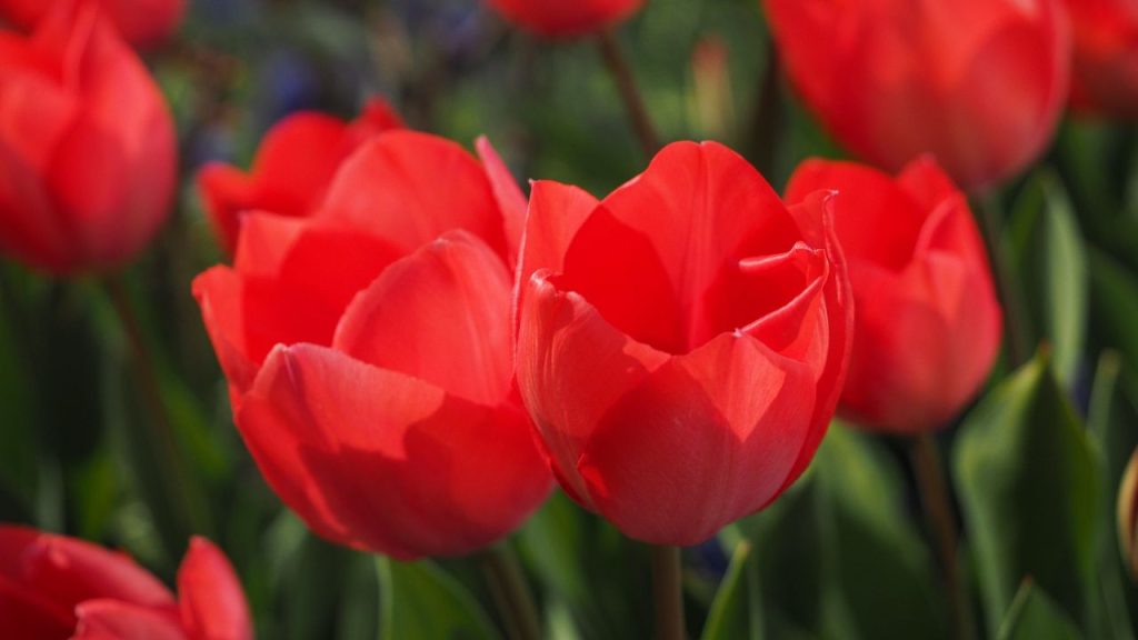 Two red tulips in focus in a field of other blurry red tulips.