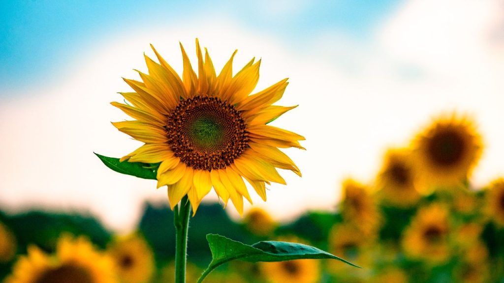 One sunflower among a field of others, with a blue sky and sparse clouds.