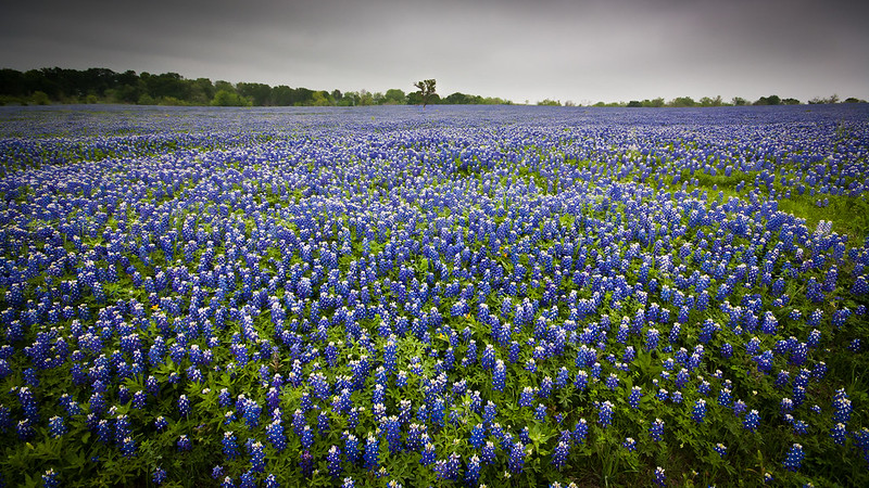 A large field of blue vertical flowers with green stems and leaves.