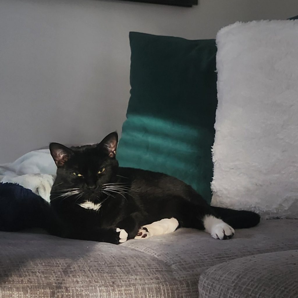 Finn - Black and white cat