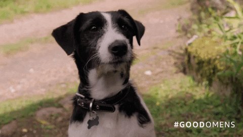 Dog from the series Good Omens stands on a grass-covered road, gazing intently ahead.