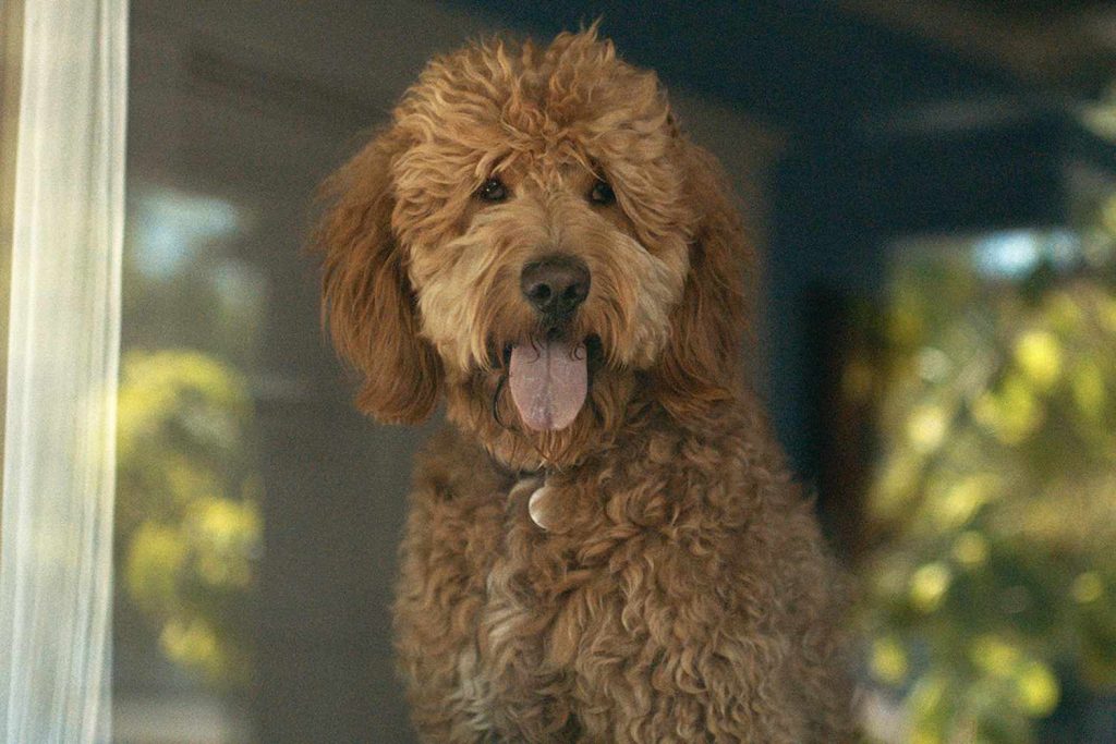 Six-Thirty, the golden doodle companion from the TV series Lessons in Chemistry, gazes thoughtfully out of a window, capturing his introspective nature.