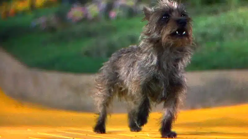 Toto, Dorothy's loyal Cairn Terrier companion from The Wizard of Oz, strolls along the iconic yellow brick road, embodying companionship and adventure.