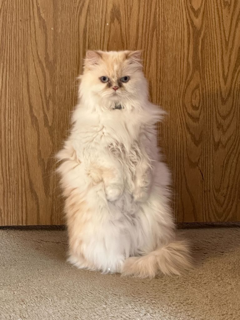 Thor, 6-year-old Persian