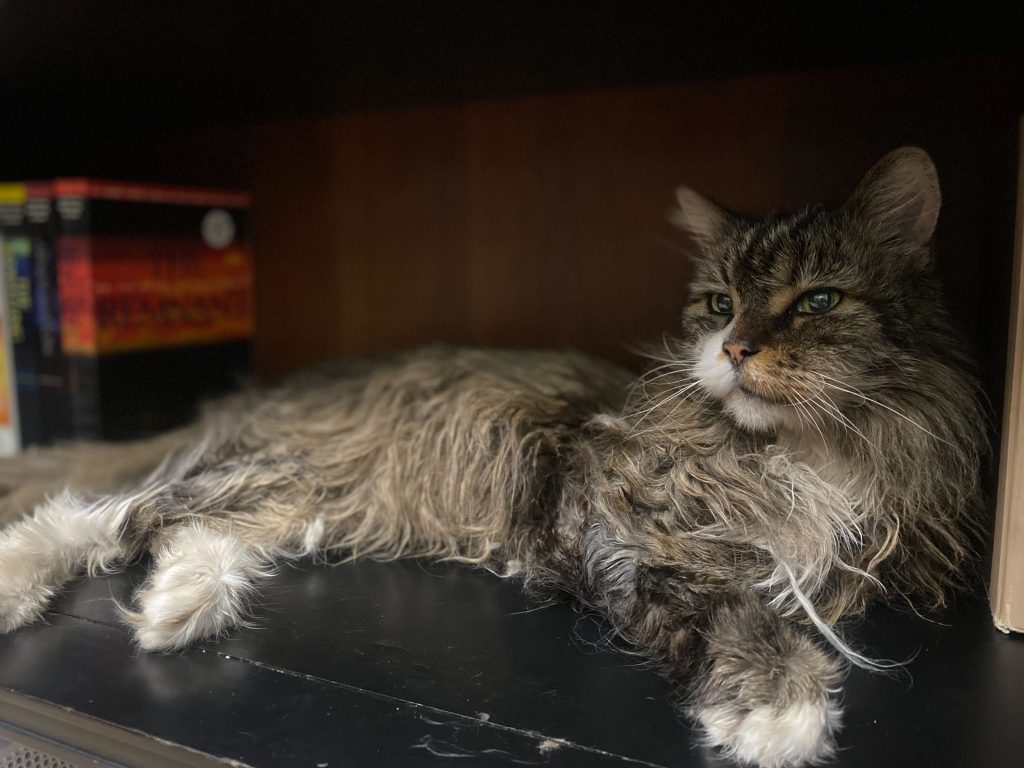 Mittens, my stinky, dingy, grumpy old-man-pants, Maine Coon mix