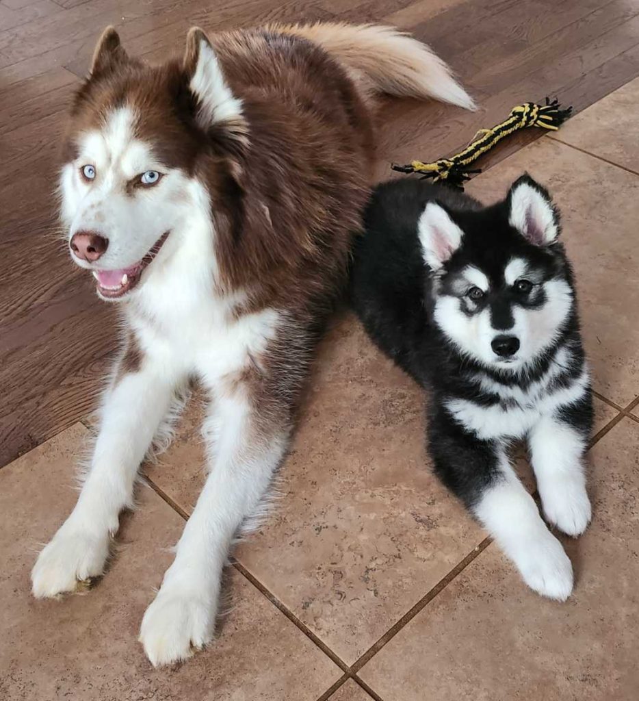 Lalu the Siberian Husky & Talu the Siberian Husky/Alaskan Malamute