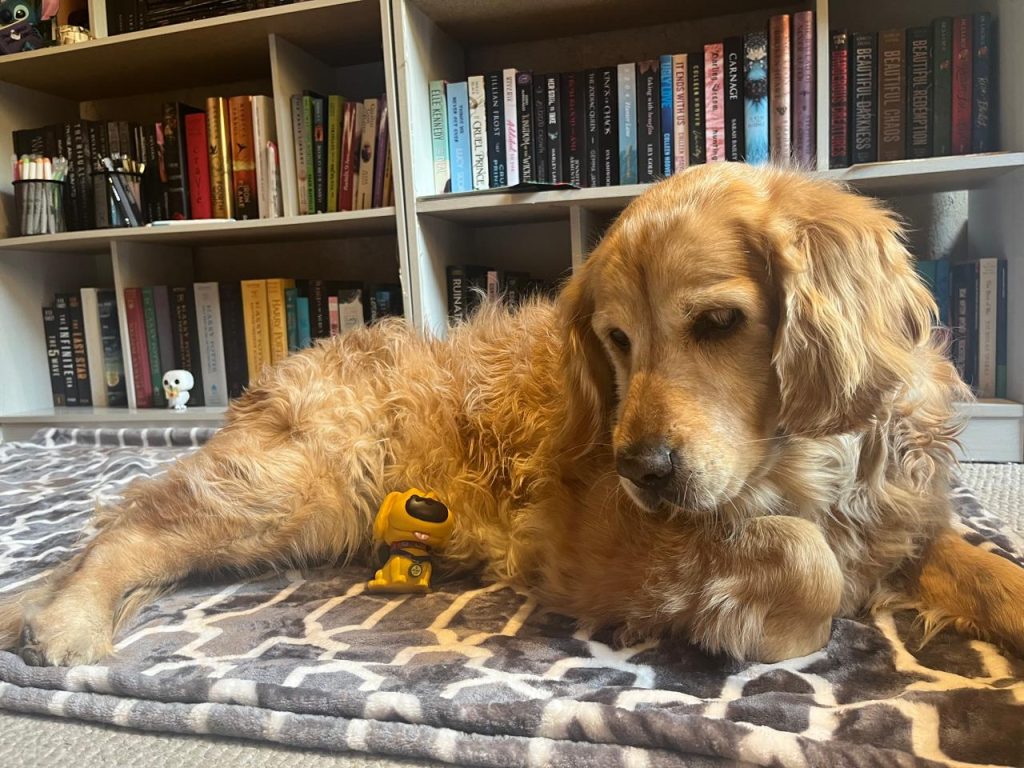 Dolly, the golden retriever