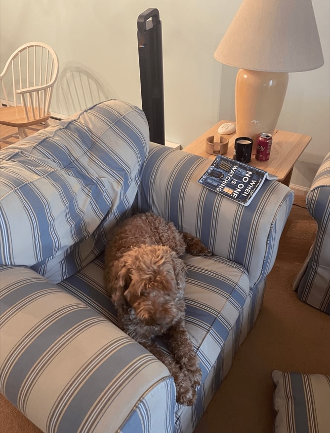 Rosie- Mini Golden Doodle