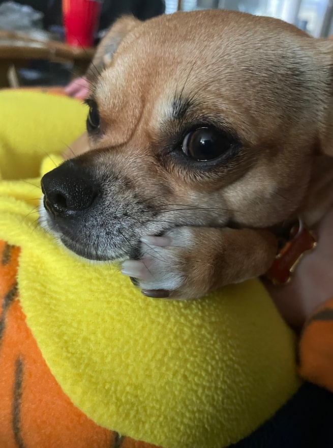 Scrappy Dabby Doo!