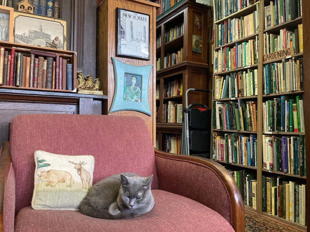 Rhino Booksellers bookstore with books stacked against the walls on shelves and the store's cat Charlotte curled up on a chair.