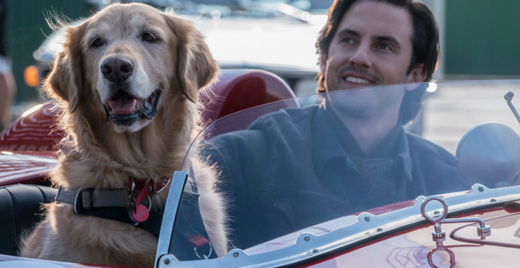 Enzo in a racecar with his owner.