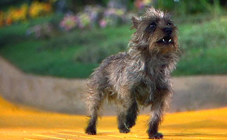 Toto strolling down the yellow brick road.