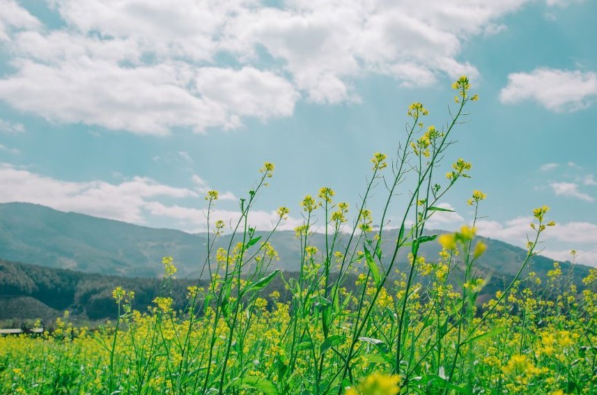 A closeup of tall flowers with mountains in the background.