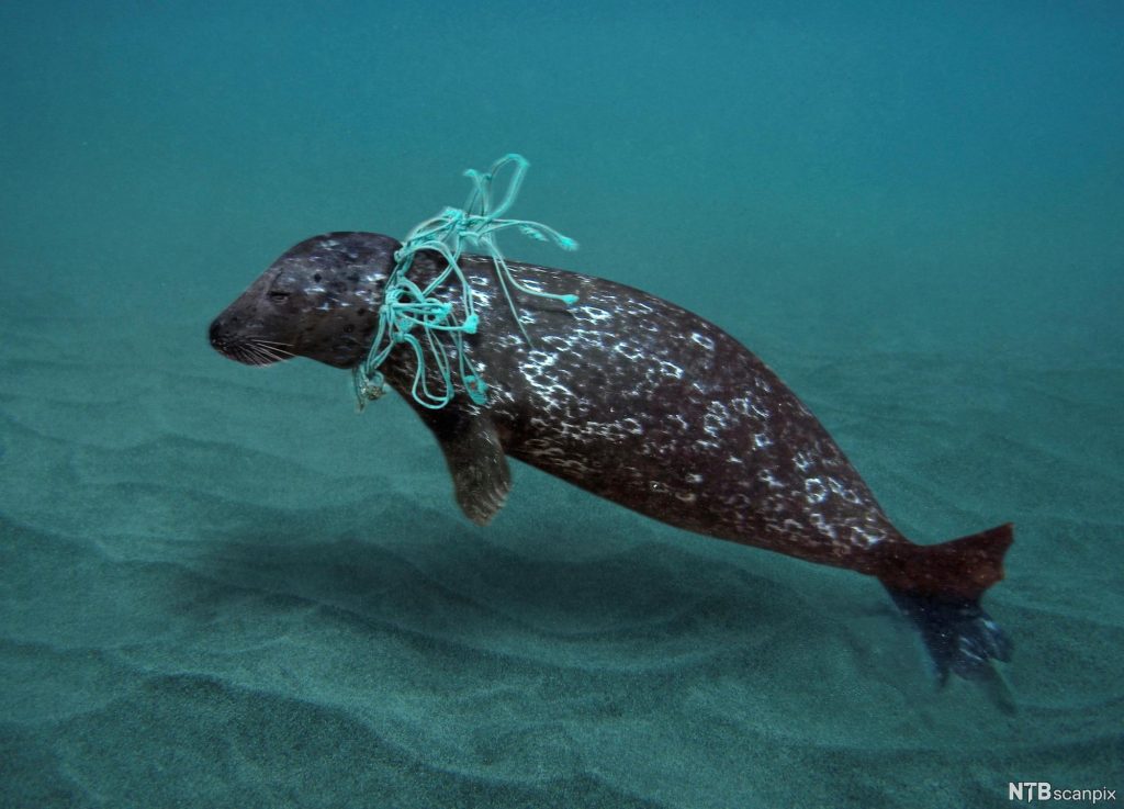 A seal swimming with a fishing net around its neck.