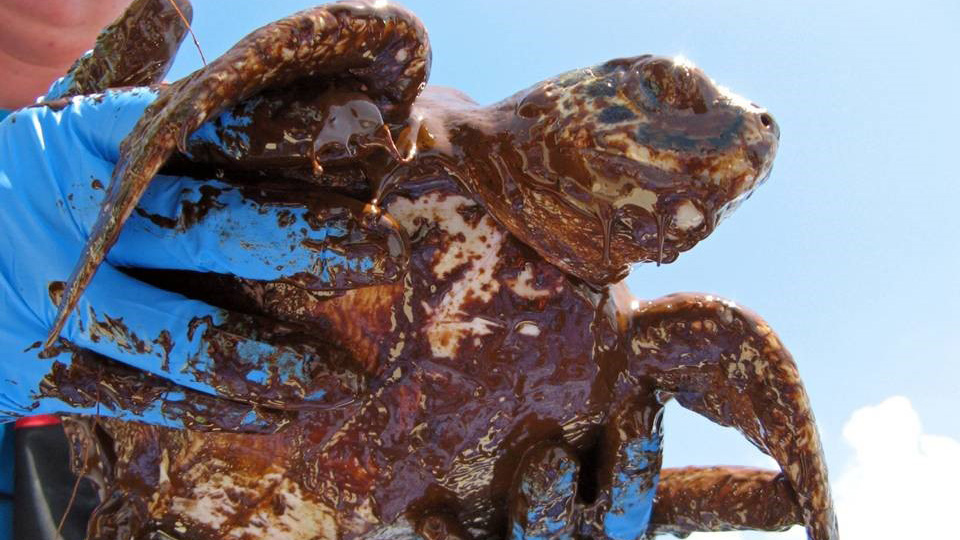 A person with blue surgical gloves holding a turtle covered in oil, showcasing the effects of oil spills.
