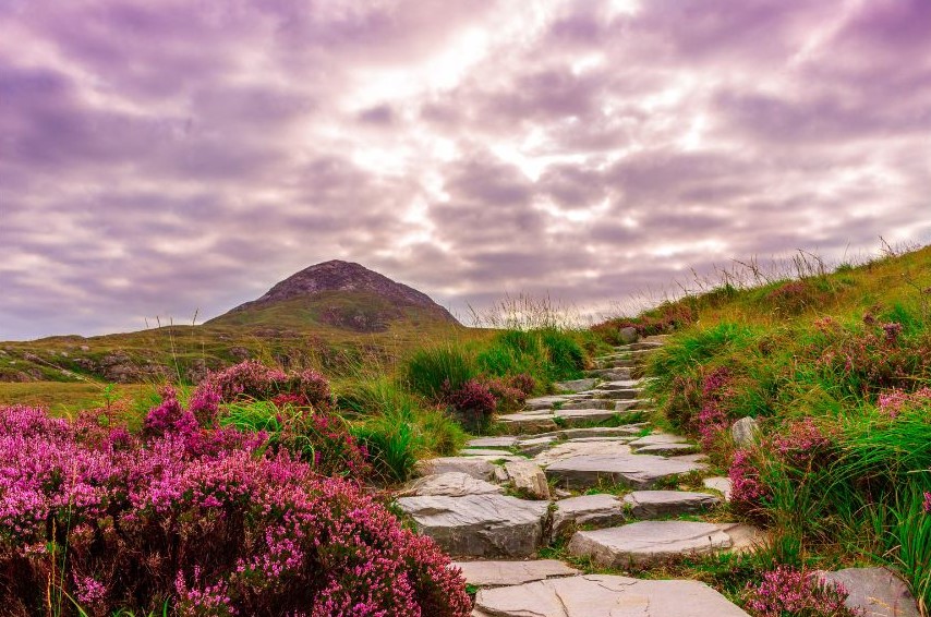 A hilly landscape with a curved stone path and vibrant pink flowers against bright green foliage