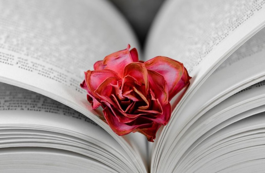 A rose resting on the open pages of a book