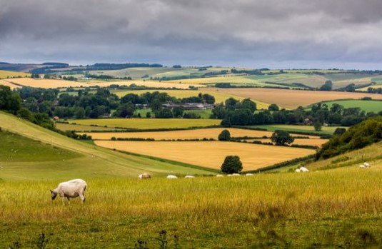 Countryside with fields, trees, and livestock