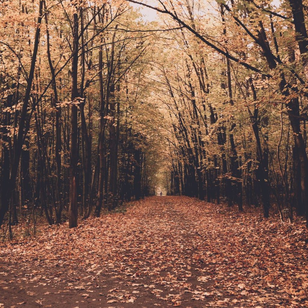 A path cuts through the woods with yellowing leaves in the tree that are falling on the ground.