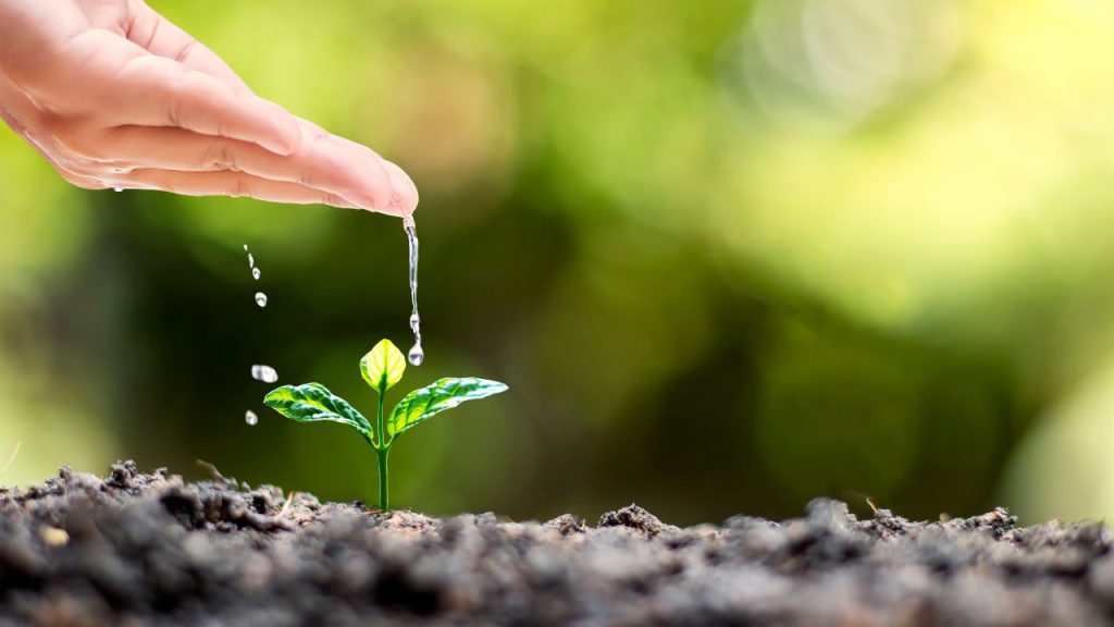 A hand holding a bit of water is pouring a small, steady stream onto a small green sprout surrounded by dirt.