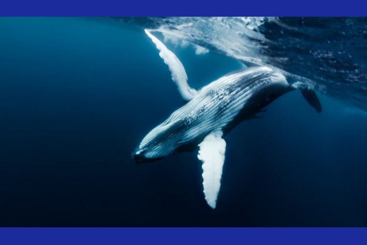 A white whale swimming beneath the ocean's surface.