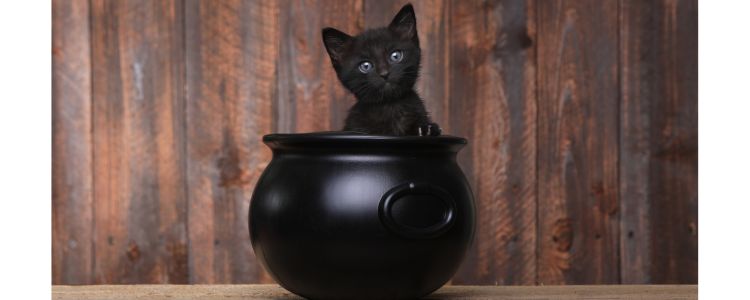 black kitten sitting inside a tiny black cauldron
